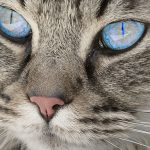 Cat with blue eyes - Free for commercial use - No attribution required - Credit Pixabay