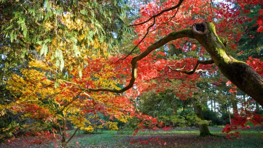Enjoy a riot of colour this autumn