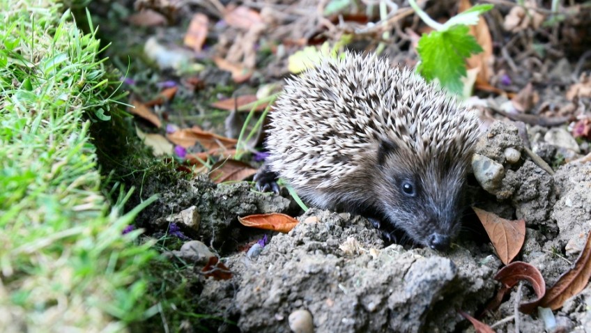 10 hedgehog-friendly gardening tips for the months ahead