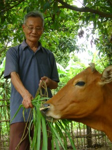 Cow in Vietnam
