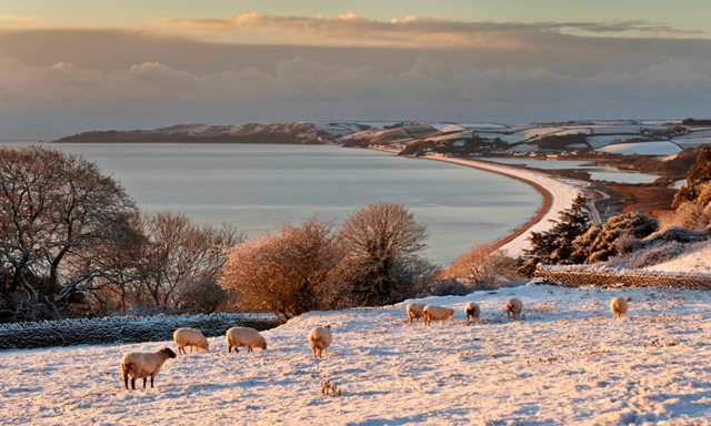 Peaceful Grazing at Strete by Nick Shepherd