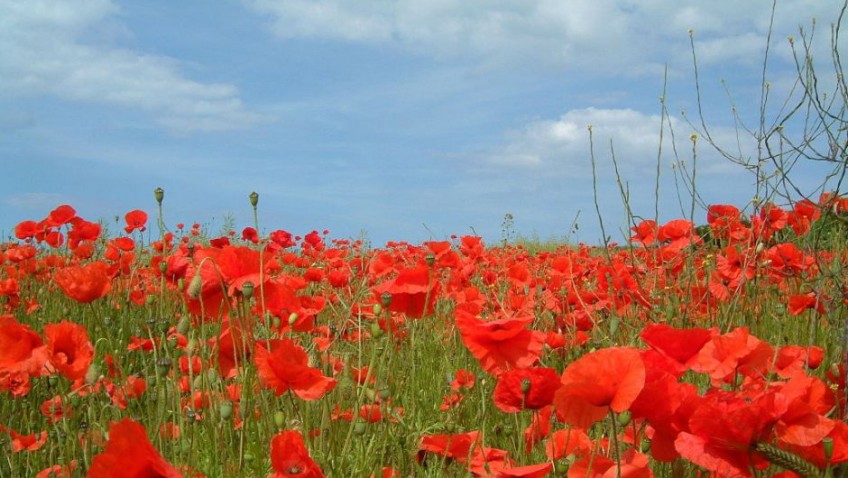 The significance of Remembrance Day