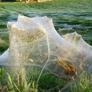 Spider webs in Jersey