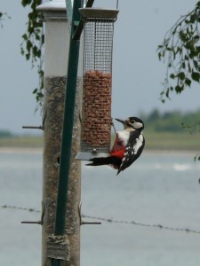Photo of woodpecker