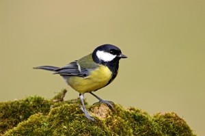 RSPB image5