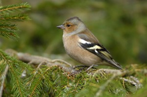 RSPB image6