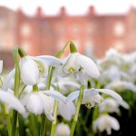 The best places to see Snowdrops in South East England