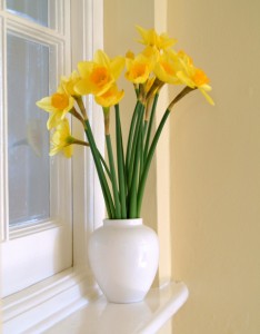 Daffodils in vase
