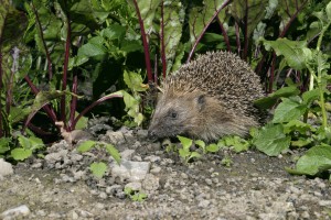 Hedgehog moving through beetroot Credit Dave Bevan