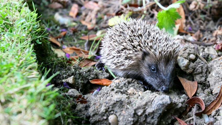 Help our hedgehogs! Celebrities urge gardeners to save the nation’s hedgehogs