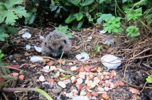 Juvenile hedgehog eating credit Lyndsey Smith