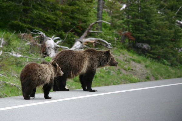 Wyoming bears