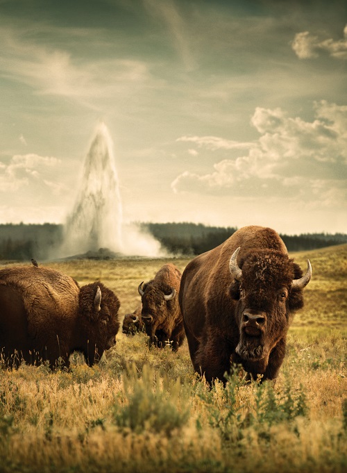 Wyoming bison