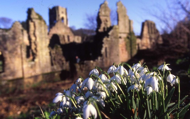 Fountains Abbey with snowdrops