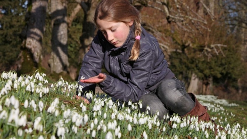 Roll out the white carpet, it’s snowdrop time