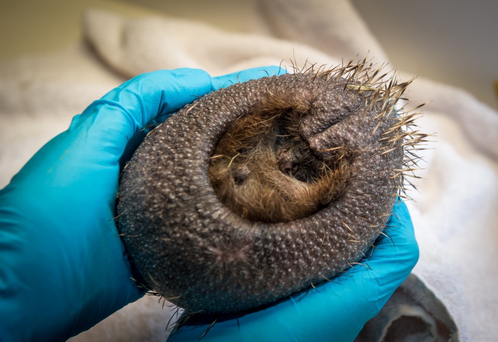Derek the Hedgehog who has stress related alopecia and has lost most of his spines - Credit SWNS