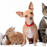 Is your pet insured?