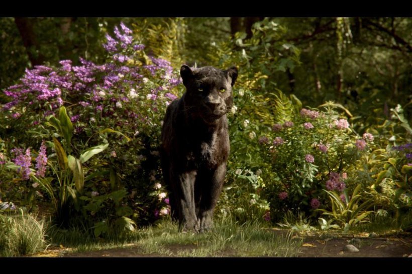 Black Panther in Jungle Book