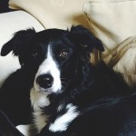 The chips are down for dogs from 6th April