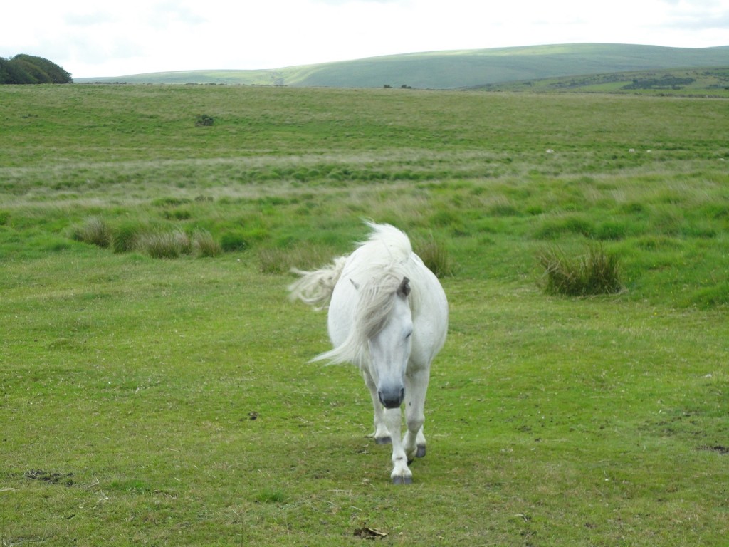 Dartmoor pony - Free for commercial use No attribution required - Credit Pixabay