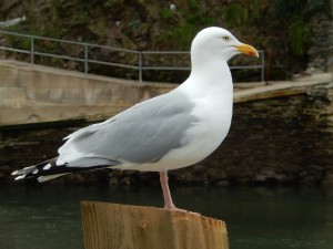 Seagull in Looe - Free for commercial use No attribution required - Credit Pixabay