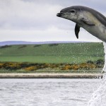 Bottlenose dolphin - Copyright EcoVentures - Photo: Ecoventures/Sea Watch Foundation