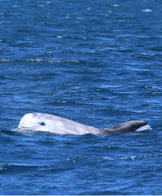 Risso’s dolphin - Copyright Marine Discovery - Photo by Marine Discovery