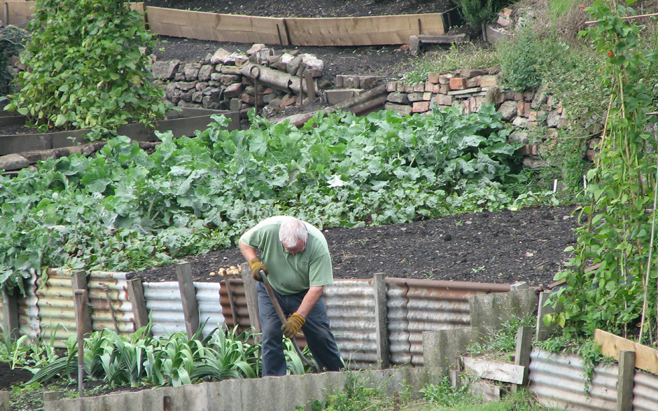 Allotment - gardening - Free for commercial use  No attribution required - Credit Pixabay
