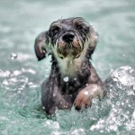 Dog swimming - Doggy paddle - Free for commercial use No attribution required - Credit Pixabay