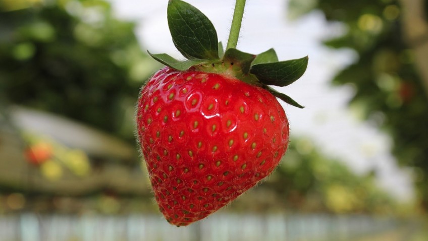 A guide to strawberries from the experts: From farm to fork