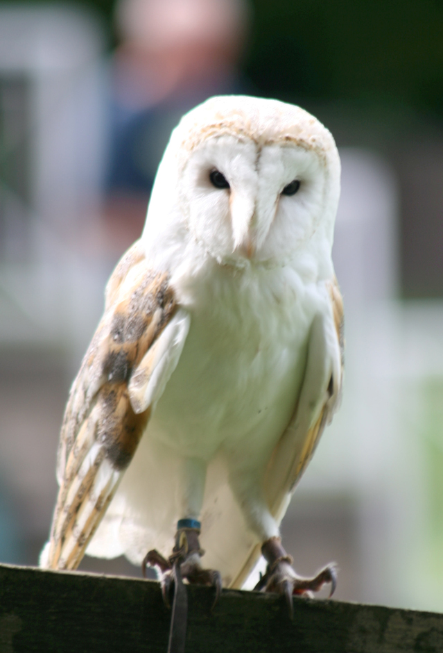 Shadow the barn owl - Credit SWNS