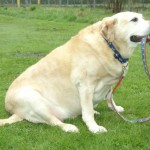 overweight Labrador sitting with lead in mouth