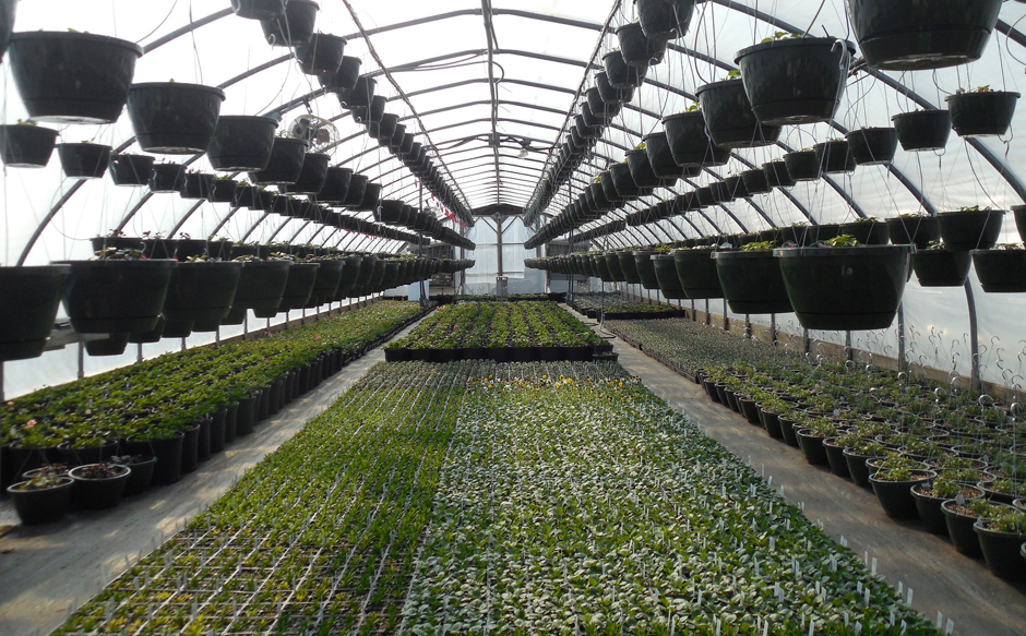 Industrial greenhouse - Food production - Free for commercial use No attribution required - Credit Pixabay