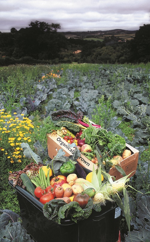 Selection of organic fruit and vegetables