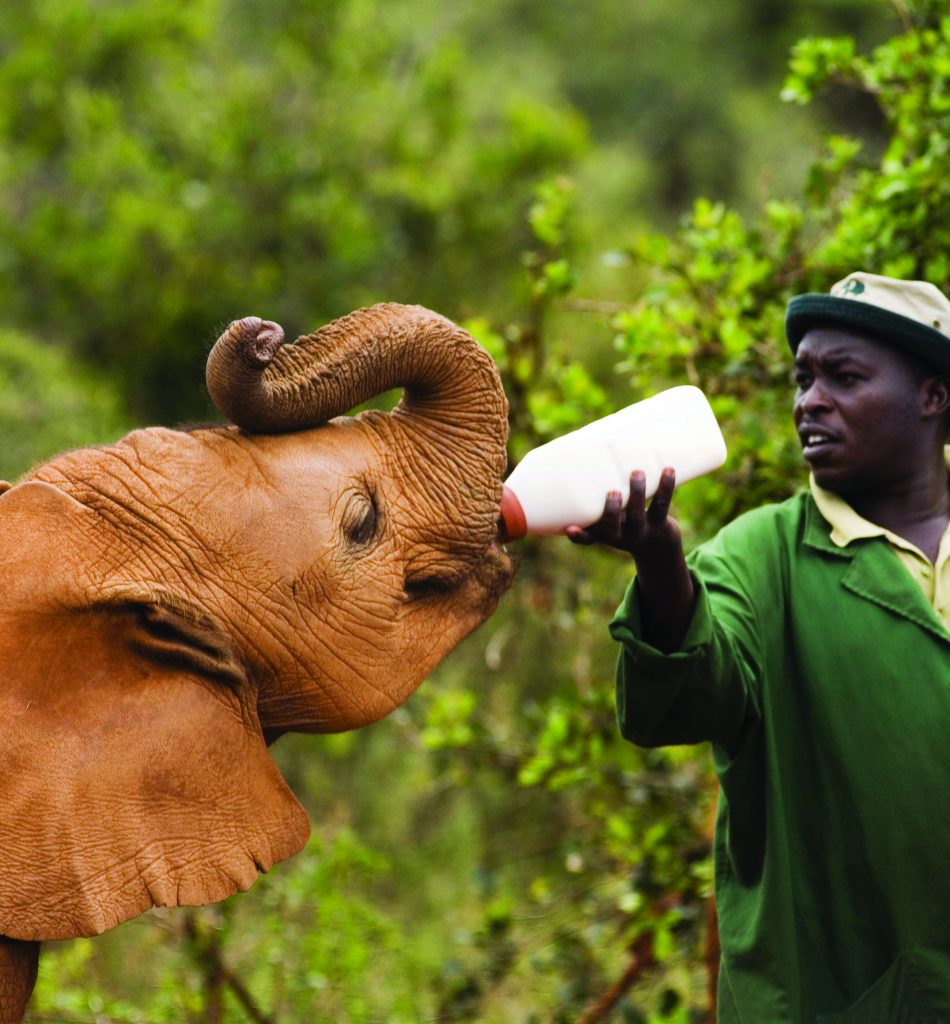Orphan baby African elephant being fed milk - Credit World Pictures/Photoshot