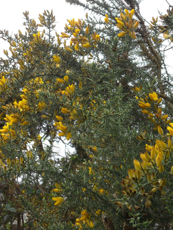 Gorse - The strong, yellow colour of Gorse