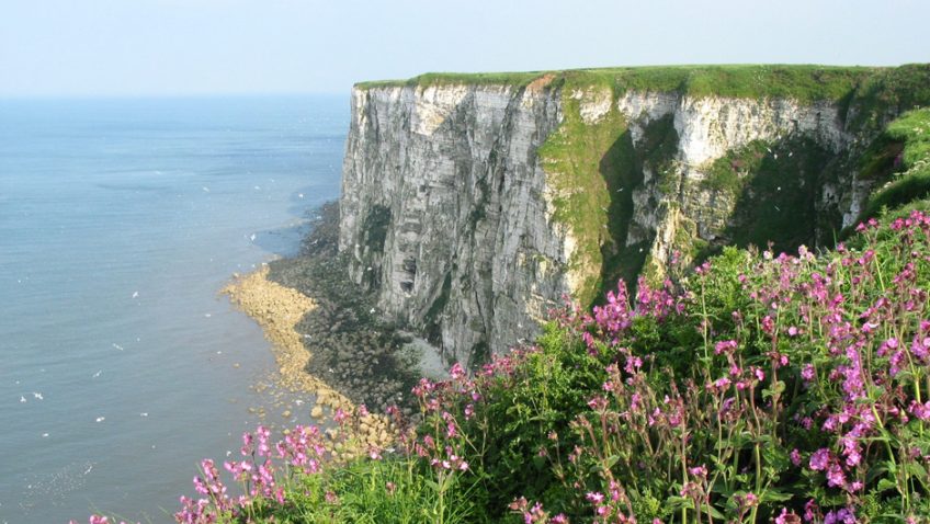 Visitors rate RSPB Bempton Cliffs one of the UK’s Top Ten natural attractions