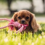 Puppy - Owning a pet - Free for commercial use No attribution required - Credit Pixabay