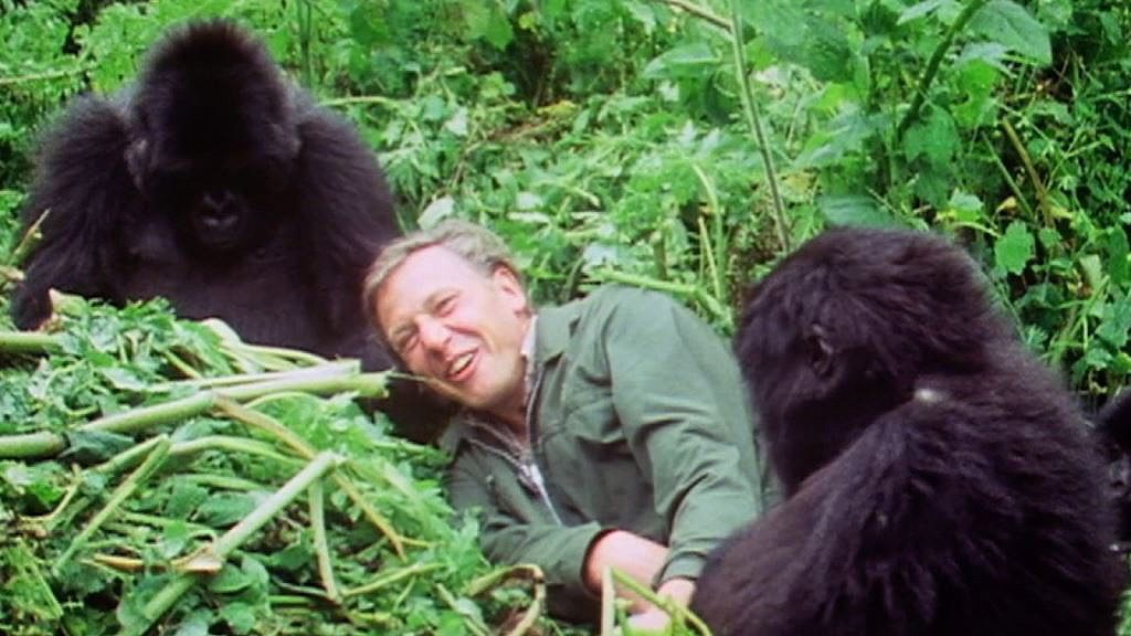 Sir David Attenborough with Gorillas