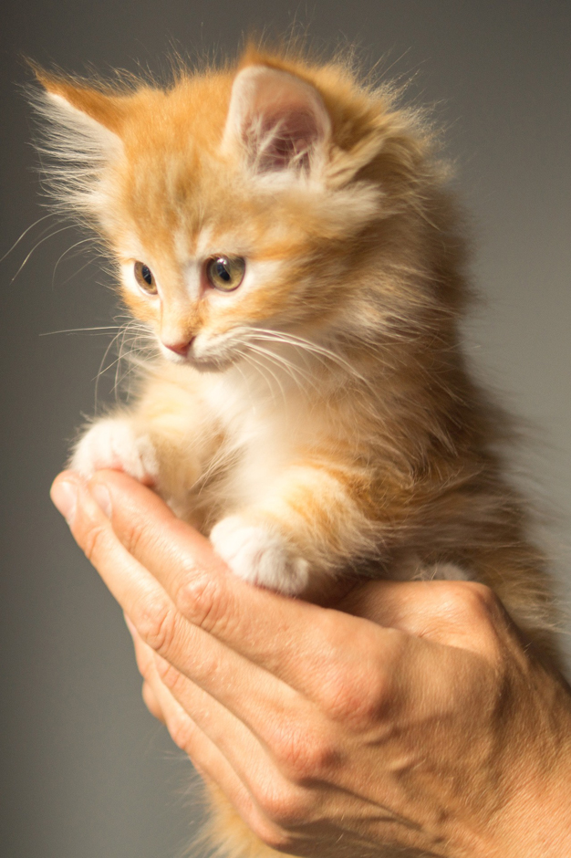 kitten - Free for commercial use No attribution required - Credit Pixabay