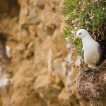 Black-legged kittiwake Rissa tridactyla, adult standing on a potential nest site