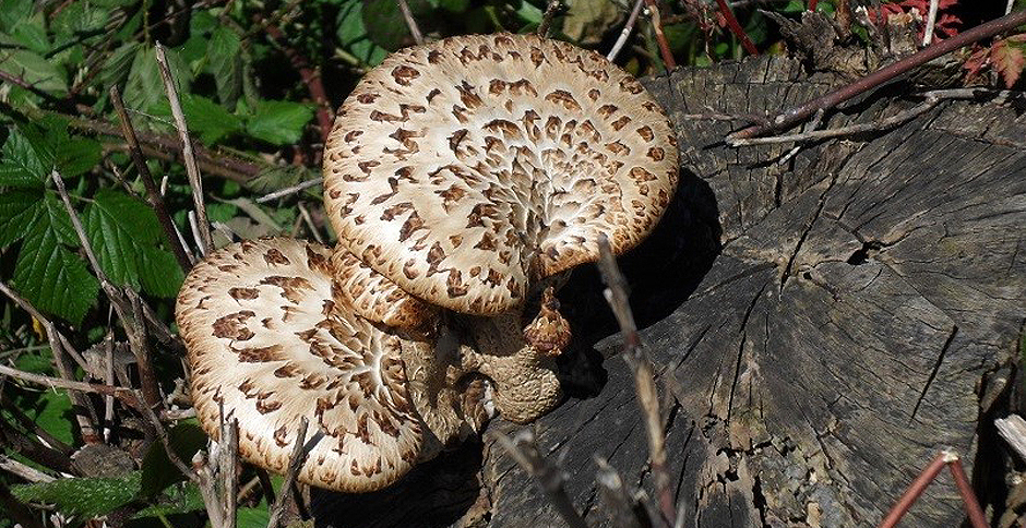 Fungi - Dryad’s Saddle - Polyporus squamosus