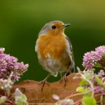 RSPB - Robin - Garden birds
