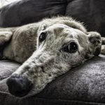 Old dog on the sofa - Elderly animal - Free for commercial use No attribution required - Credit Pixabay