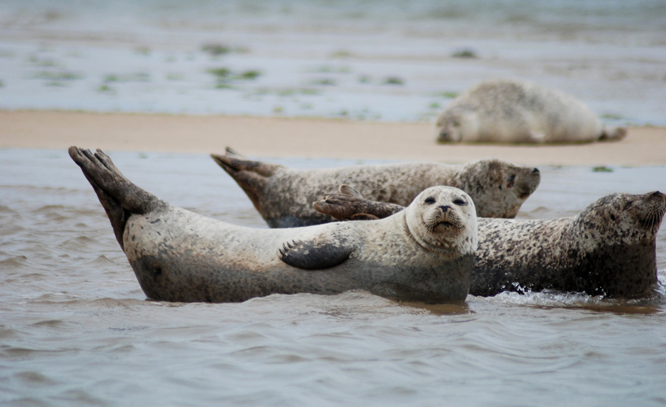 Norfolk Broads - Seals
