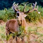 Stag - Red deer rutting season
