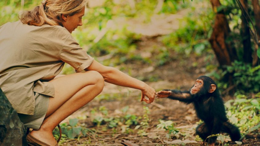 A riveting and thought-provoking new look at Jane Goodall’s career