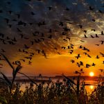 Flock of birds migrating - Migration - Sunset - Free for commercial use No attribution required - Credit Pixabay