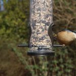 Nuthatch on bird feeder - Free for commercial use No attribution required - Credit Pixabay