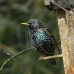 Garden birds - Starling - RSPB